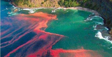 1605670224_5978_390,233x200